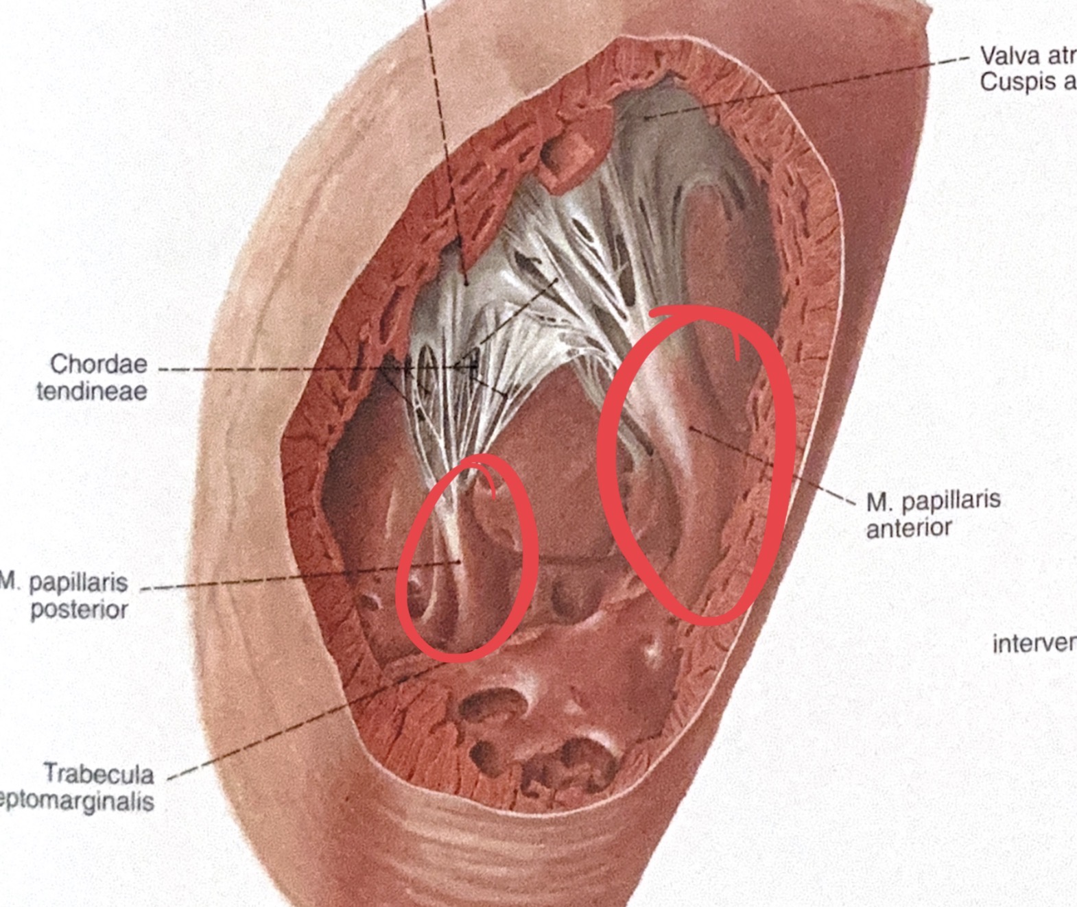 <p>musculi papillares</p>