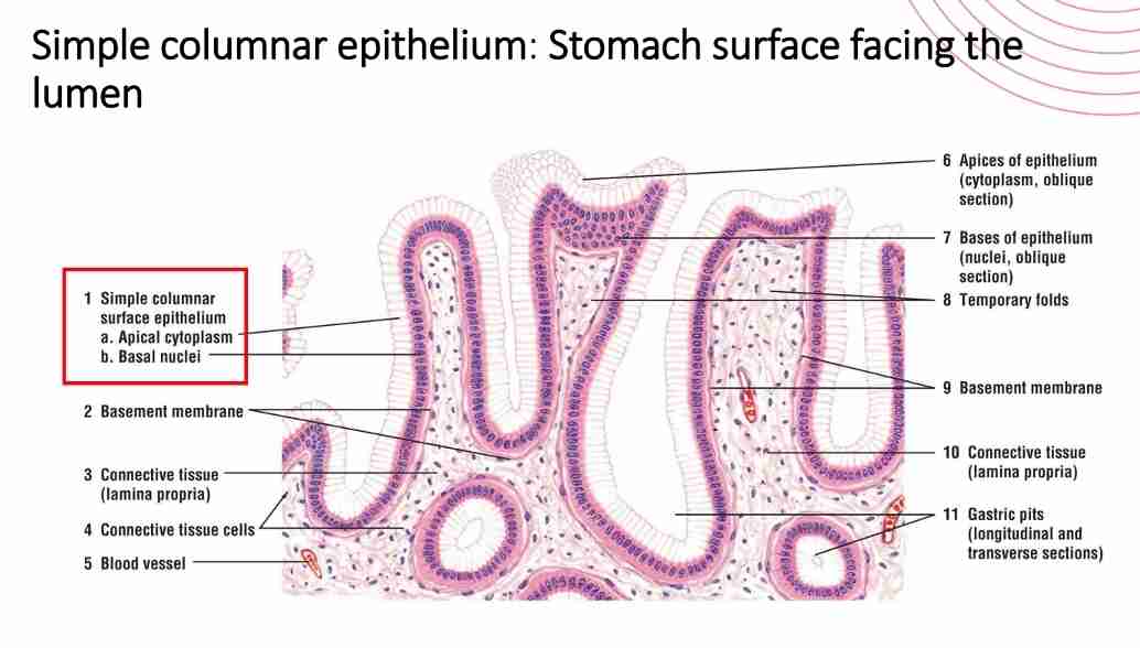 <p>Tall cells lining the stomach, intestines, and uterine tubes, often with microvilli or cilia.</p>