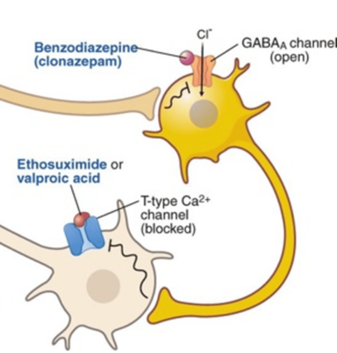 <p>GABA neurons express their own GABA-A</p><p>GABA-A can be inhibited by Benzo's</p><p>Clonazepam is selective for GABA-A present on GABAergic interneurons</p>