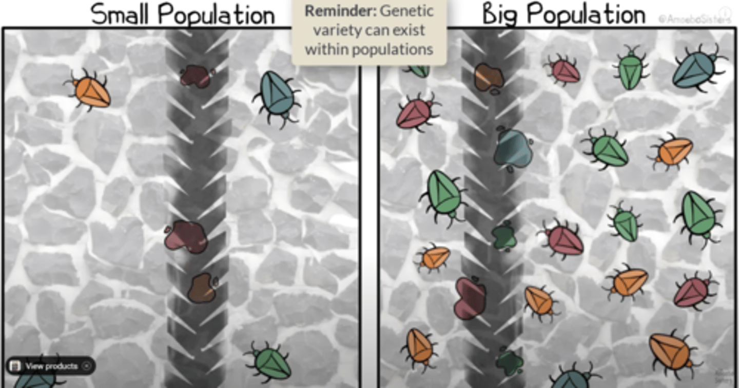 <p>Small population</p>