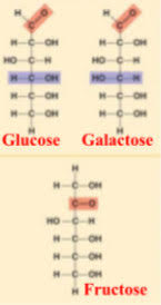<p>glucose</p><p>galactose</p><p>fructose</p>