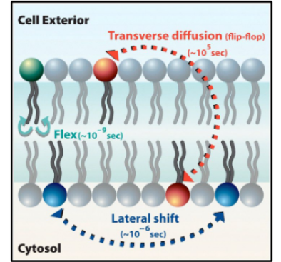 <p>Lipids:</p><ul><li><p>move easily, laterally, within leaflet</p></li><li><p>movement to other leaflets is slow</p></li></ul><p></p>