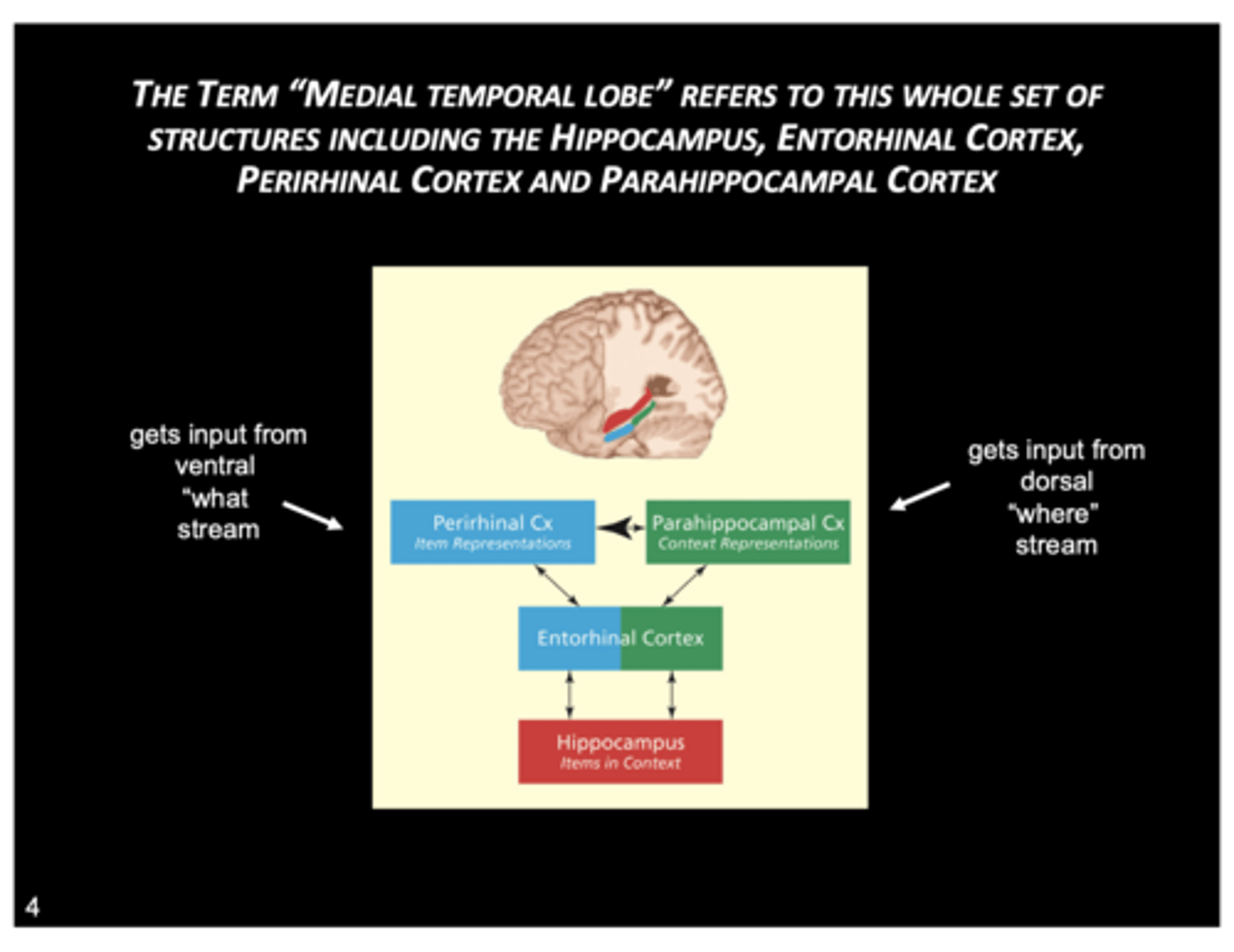 <p>MTL: hippocampus and surrounding structures (Parahippocampal cortex, perirhinal cortex, entorhinal cortex (input cortex))</p><p>hippo -> subiculum -> entorhinal cortex -> perirhinal cortex/parahippocampus circuit</p><p>Medial Temporal Lobe is critical for binding declarative memories. It's not perfect because some argued amnesics only have impaired episodic memory, not the entire declarative memory.</p>
