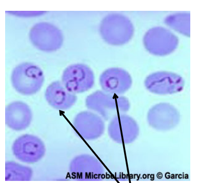 <p>what are thing inside of the cell called?</p>
