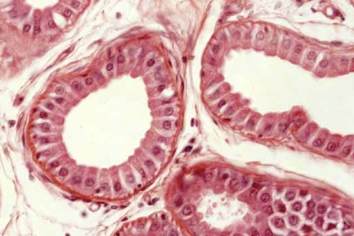 <p>a type of exocrine gland found in the skin, specifically in areas like the armpits, groin, and around the nipples</p>