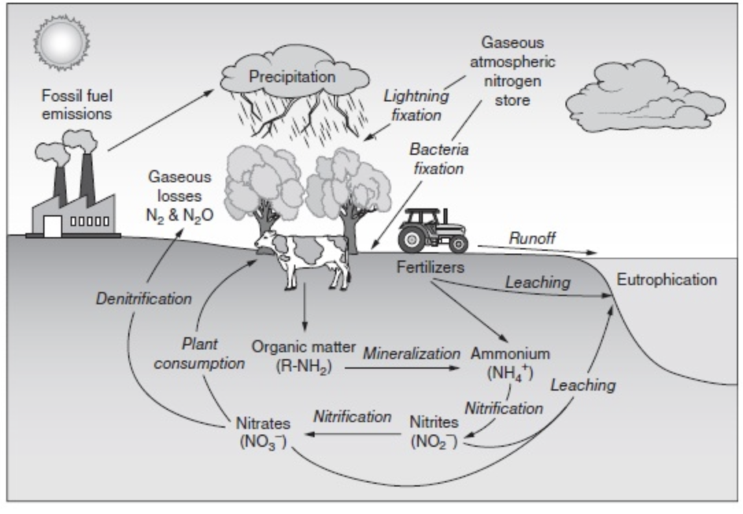Figure 5.3 The nitrogen cycle.