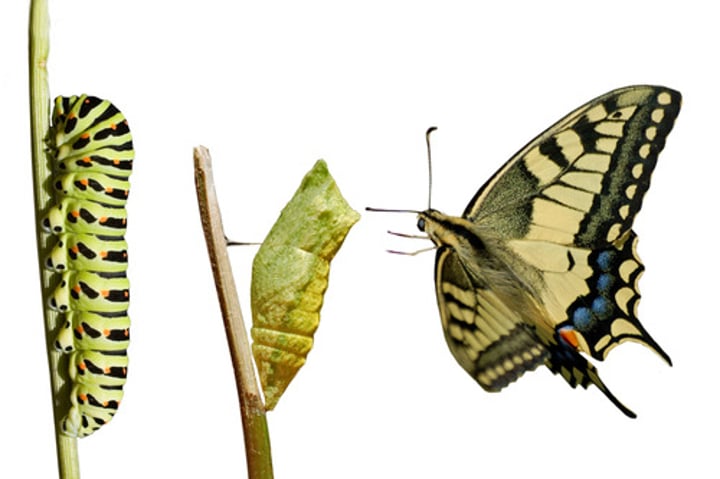 <p>change (gǎibiàn)</p>