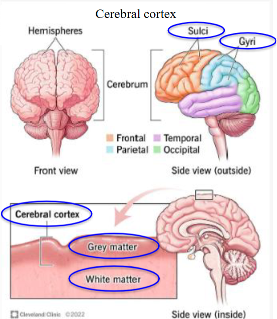 <ul><li><p>Plural is gyri, it is a fold or ridge in the cortex. </p></li><li><p>The plural is sulci, it is a groove in the cortex.</p></li></ul><p></p>