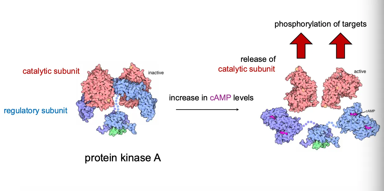 <ul><li><p>In the inactive PKA holoenzyme, two regulatory subunits bind and inhibit two catalytic subunits.</p></li><li><p>When cAMP levels rise, cAMP binds the regulatory subunits, causing them to dissociate and freeing the <strong>catalytic subunits</strong>, which then phosphorylate many target proteins.</p></li></ul><ul><li><p>Many kinases work like this and that is how they sense the change from secondary messengers</p></li></ul><p></p>