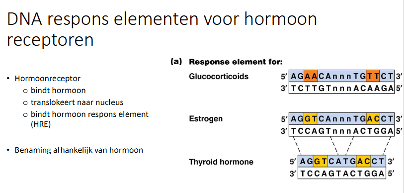 <ul><li><p>bindt hormoon</p></li><li><p>transloceert naar nucleus</p></li><li><p>bindt hormoon respons element (HRE)</p></li></ul><p></p>