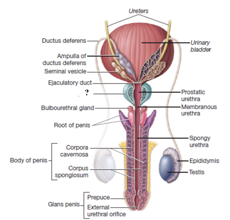 <p>single exocrine gland that surrounds the prostatic urethra and ejaculatory ducts </p><ul><li><p>empties into the prostatic urethra</p></li><li><p>thin, milky secretion contains enzymes, citric acid, and antimicrobial agents to help activate and protect sperm </p></li></ul><p></p>