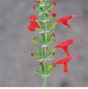 <p>scarlet sage </p>