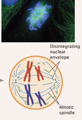 <ul><li><p>nuclear membrane disintegrates</p></li><li><p>spindle microtubules attach to kinetochores on centromeres of chromosomes/sister chromatids</p></li></ul><p></p>