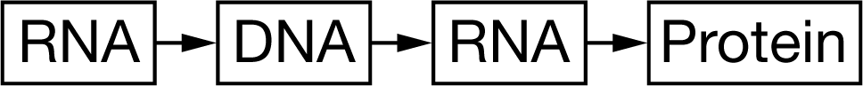 <p><strong>C: </strong>RNA → DNA → RNA → PROTEIN</p>