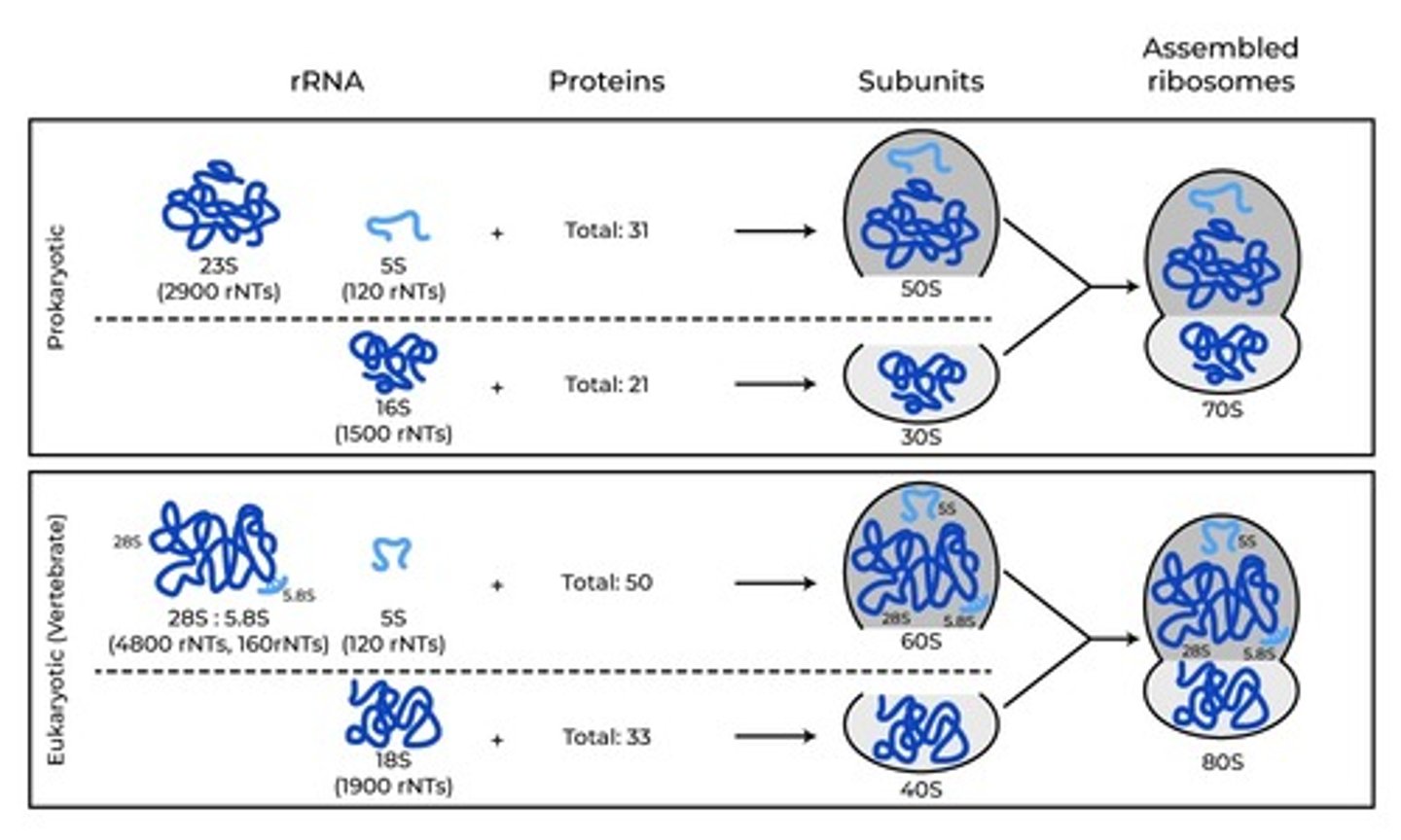 <p>f. All - 52 proteins</p>