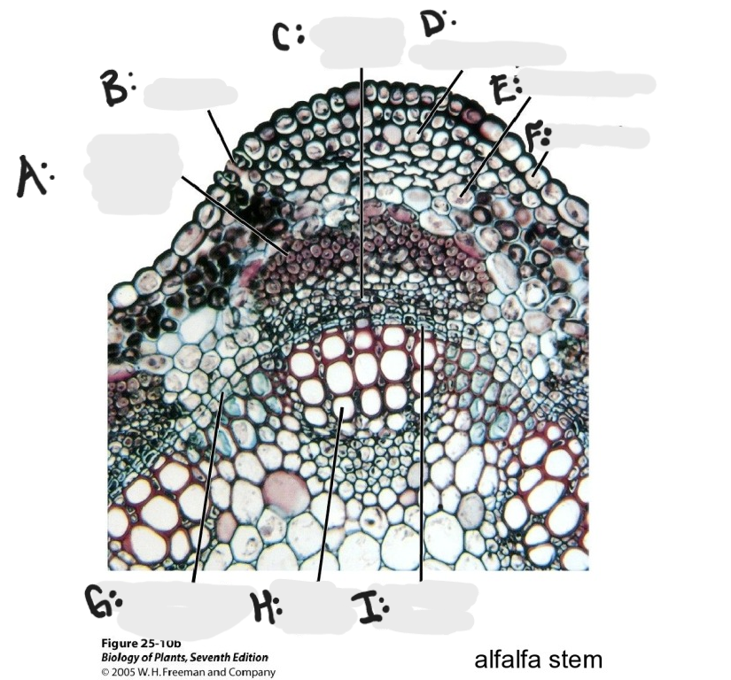 <p>Identify A - I in alfalfa stem. </p>
