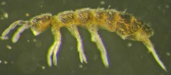 <p><strong>Isotomidae</strong></p><p></p><p>•1st  thoracic segment  not distinct:</p><p>– Often not visible dorsally</p><p>– Without dorsal setae</p>