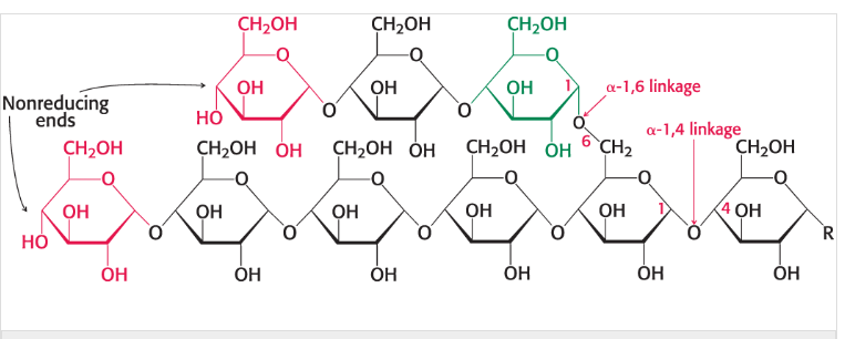 <p>form open helical polymers </p><ul><li><p>commonly form open, flexible helical, coiled structures. These linkages are characterized by the oxygen atom at the anomeric carbon (C1) pointing downward (below the ring plane) in the </p><p>-D-glucose monomers</p></li><li><p></p></li></ul><p></p>
