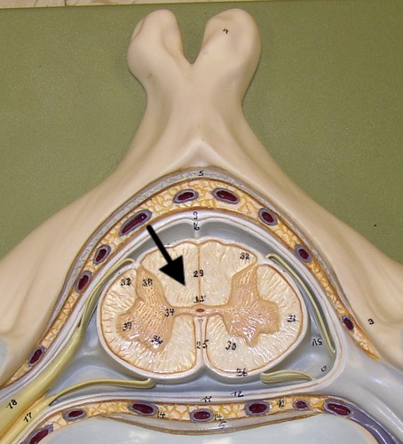 Dorsal Column (Posterior)
Lateral Column 
Ventral Column (Anterior)
