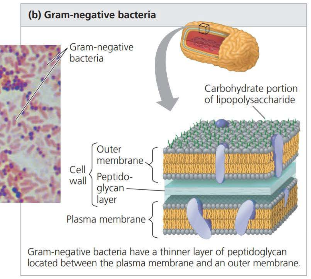 <p>have less peptidoglycan and an outer membrane that can be toxic; Gram-negative bacteria are more likely to be antibiotic resistant</p>