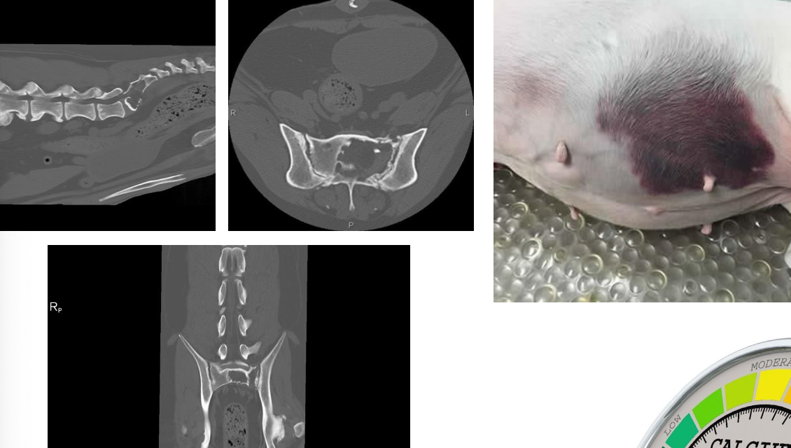 <p><span>dogs: multiple sites of bone marrow infiltration</span><br><br><span>cats: widespread abdominal organ involvement without significant bone marrow infiltration</span></p>