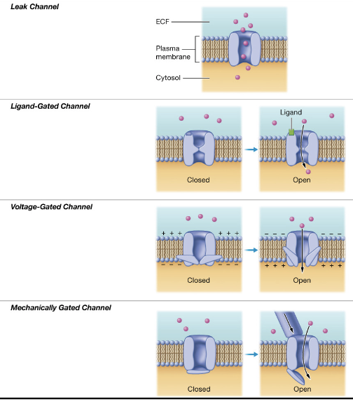 <ul><li><p><strong>Leak channel:</strong> stimulus- none, always open</p><p>also, Na+/K+ pump works with the leak channels to maintain the resting potential.</p></li><li><p><strong>Ligand-gated channel:</strong> stimulus- binding of a ligand to a receptor associated with the channel.</p></li><li><p><strong>voltage-gated channel: </strong>stimulus- voltage changes across the plasma membrane.</p></li><li><p><strong>mechanically gated channel:</strong> stimulus- mechanical deformations of the channel (by pressure, stretch, etc.)</p></li></ul><p></p>