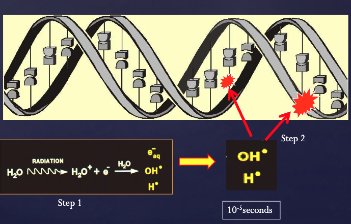 <ol><li><p>step 1: Photon absorbed by water (in living tissues),causing ionization of some water molecules to form free radicals (radiolysis of water)</p></li><li><p>Free radicals interact with macromolecules to produce biologic changes</p></li></ol><img src="https://knowt-user-attachments.s3.amazonaws.com/feb71acc-1886-4fb1-8e14-8978d46586ce.png" data-width="100%" data-align="center"><p></p>