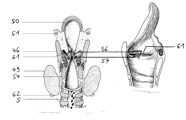 <p>57</p>