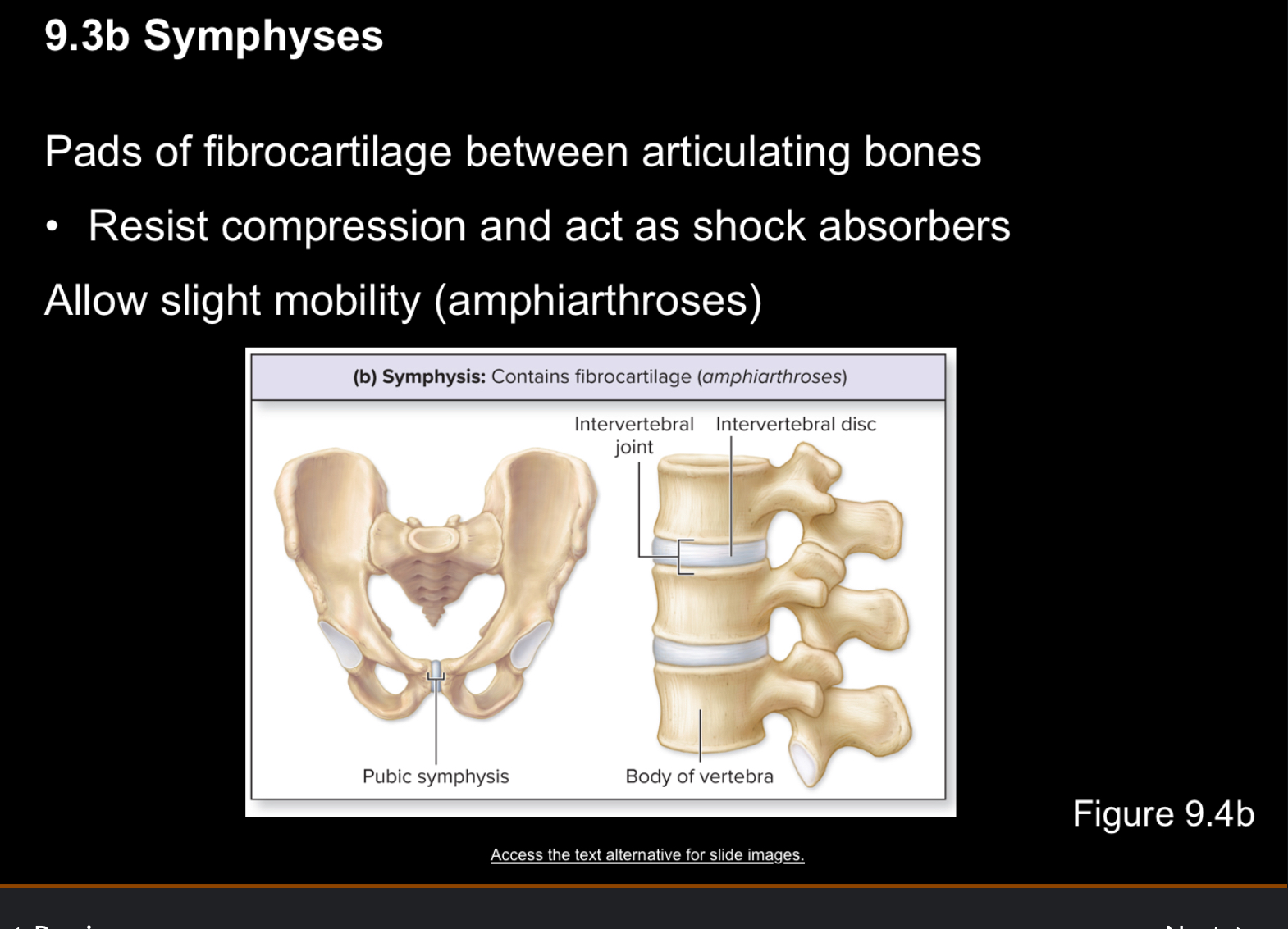<p>Pads of fibrocartilage between articulating bones ie pubic synthesis, vertebra</p>