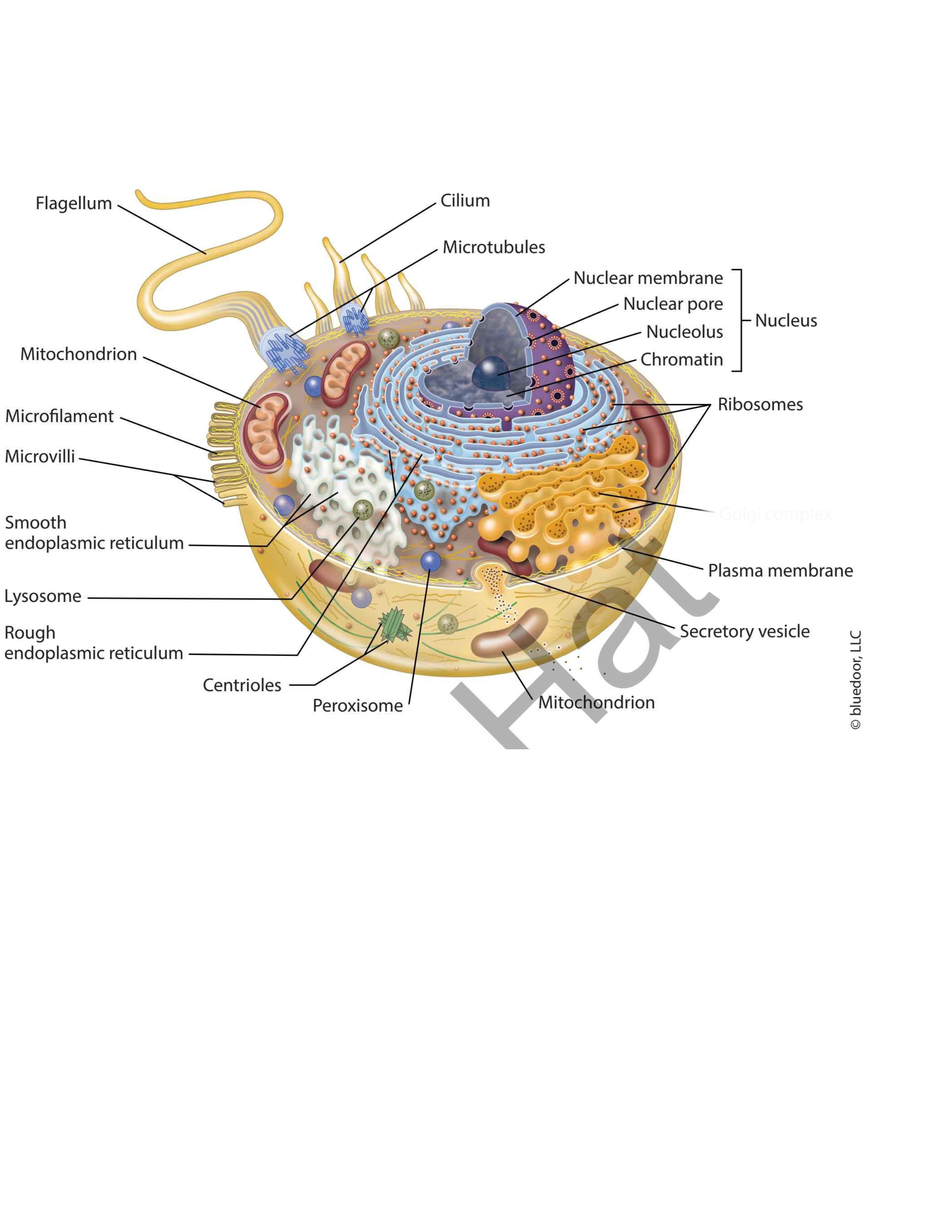 term image