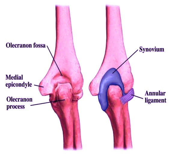 <p>Olecranon process of ulna</p>