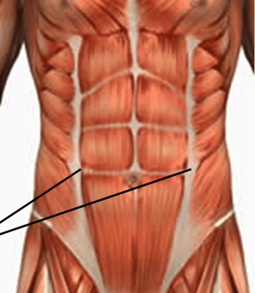 <p>The linea semilunaris is a curved line at the lateral border of the rectus abdominis. It is formed where the aponeurosis of the internal oblique splits to form the layers of the rectus sheath</p>