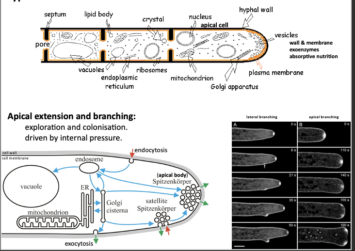 <ul><li><p>Apical cell - this is the one that feeds, grows, steers - this is where the thinnest cell wall is<span> </span></p></li><li><p>The older cells tend to have a bigger vacuole - under internal pressure and held by the cell wall<span> </span></p></li><li><p>In the apical cell - exploration and colonisation is driven by internal pressure</p></li></ul><p></p>