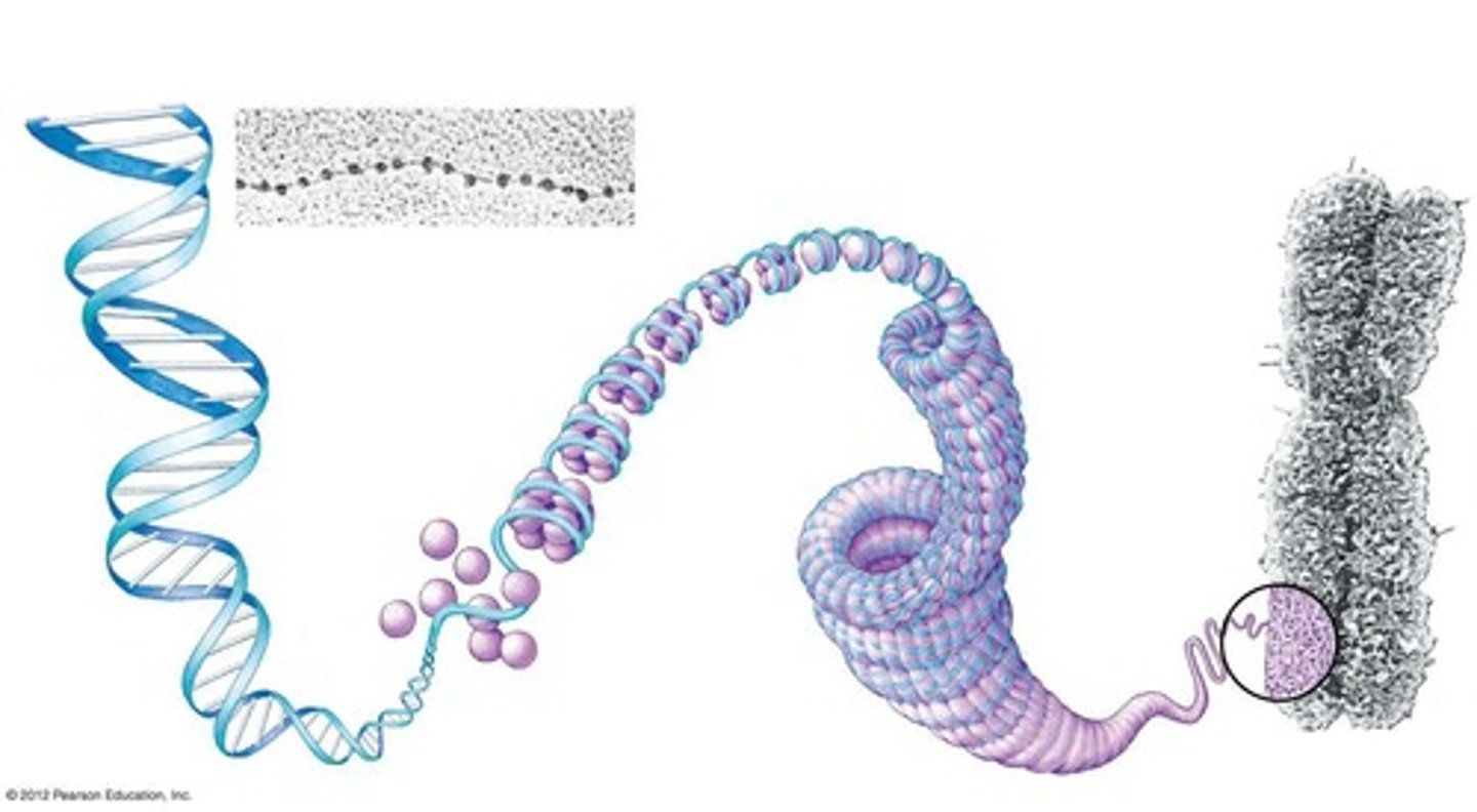 <p>DNA and proteins.</p>