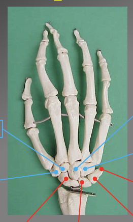 <p>What are the different carle bones? which ones are attached to the ulnar and radius&nbsp;</p>
