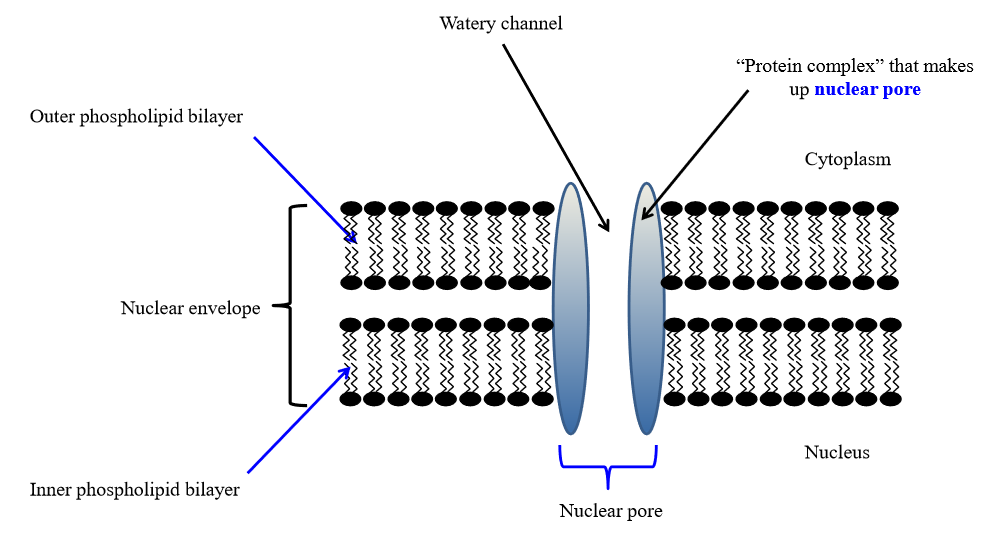 <p>Nuclear envelope made out of 2 phospholipid bilayers with nuclear pores</p><ul><li><p>DNA and RNA building blocks enter the nucleus</p></li><li><p>RNA and ribosomal subunits exist the nucleus</p></li></ul><p></p>