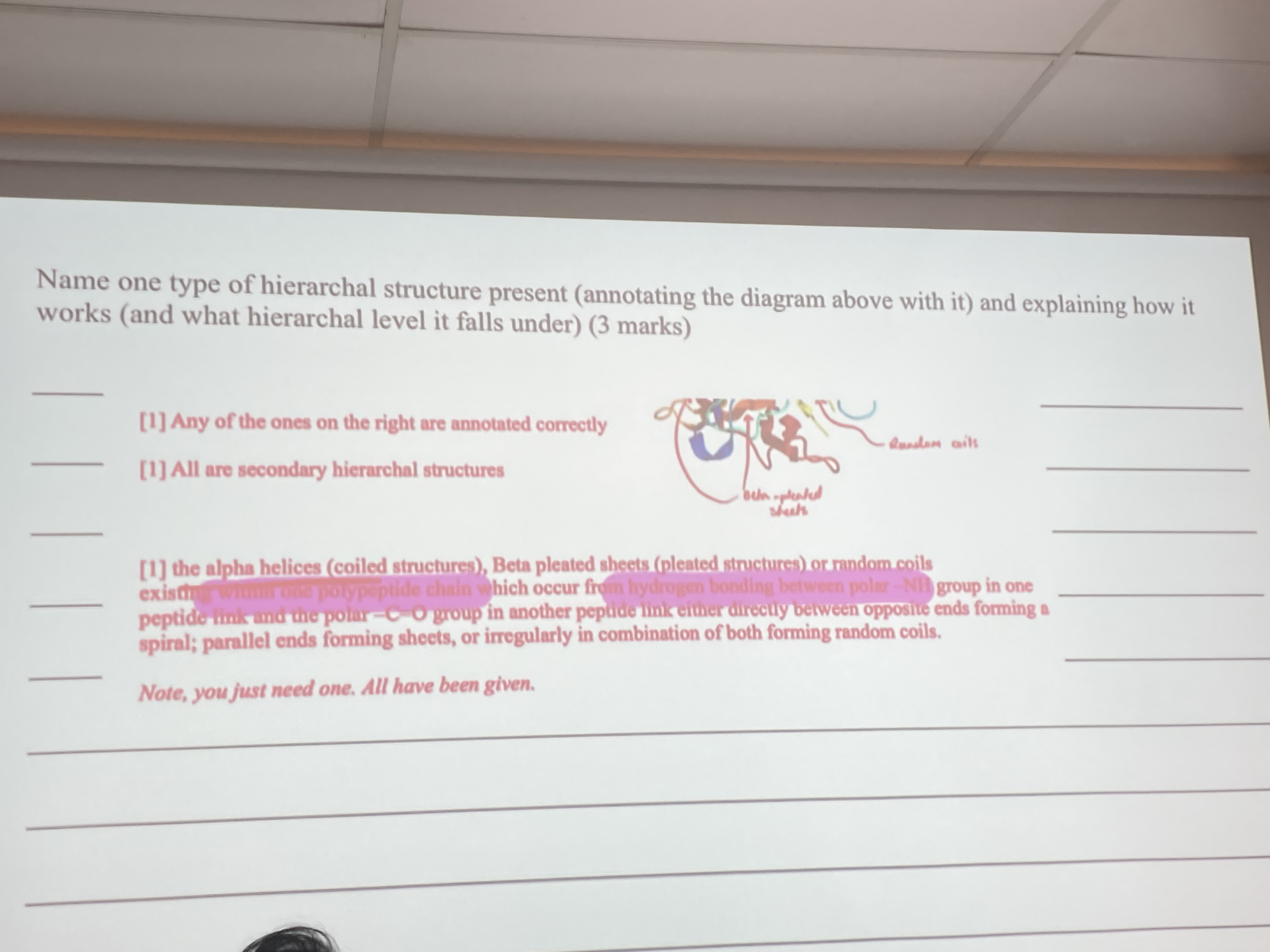 <p>Secondary hierarchal structure works by:<br>Exists in a single polypeptide chain, existing between the polar C=O group of a peptide linkage<br><br>and a a polar N-H group on another peptide link.<br>They can be directly between opposite ends to form a spiral alpha helices, parallel ends to form beta pleated sheets or irregularly in combination to form random coils.<span>&nbsp;</span></p>