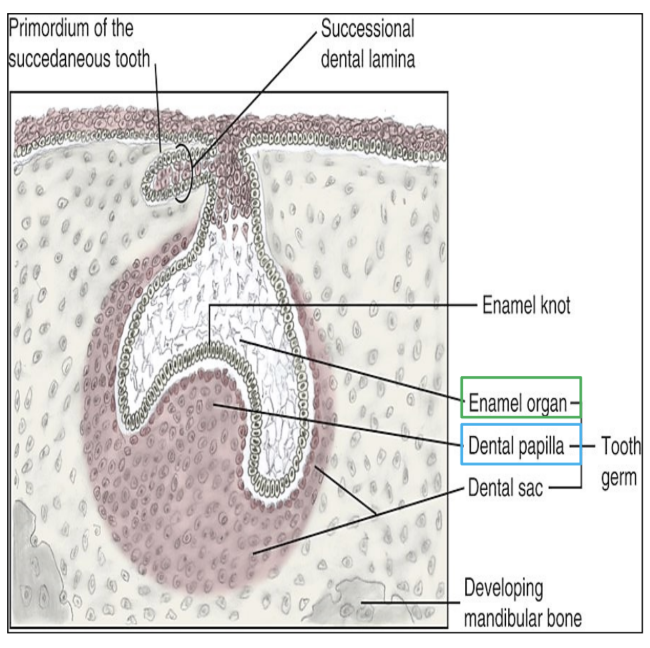 <p>site for the future DEJ (dentoenamel junction)&nbsp;</p>