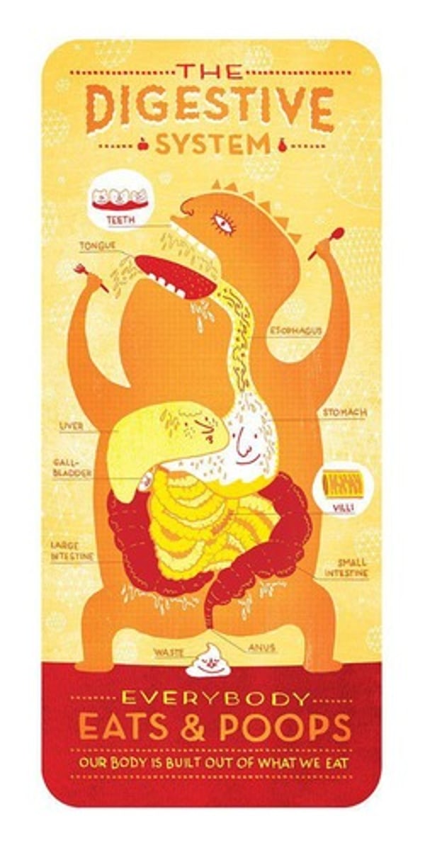 <p>mouth, pharynx, esophagus, stomach, small &amp; large intestines, liver, gall bladder, pancreas &amp; spleen</p>