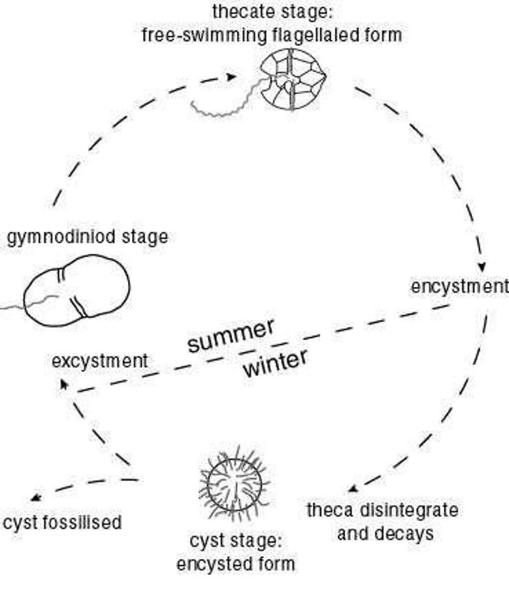 <p>Asexual reproduction (cell divides in two)</p>