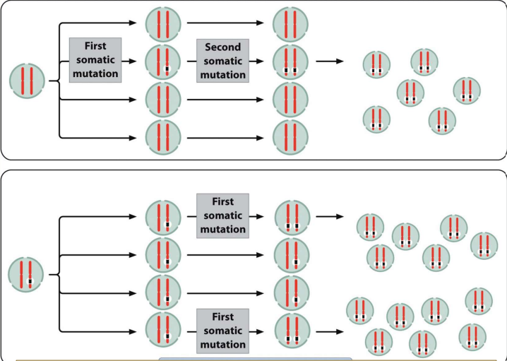 - Explains retinoblastoma  
- Unilateral Sporadic
-- No family history
-- Very rare
-- Mutations are less common 
- Bilateral Familial 
-- Cancer in both eyes
-- Very common 
-- Mutations are more common
- Cancer is multistep- if one or more required mutations are inherited, less mutations would be required to produce cancer  