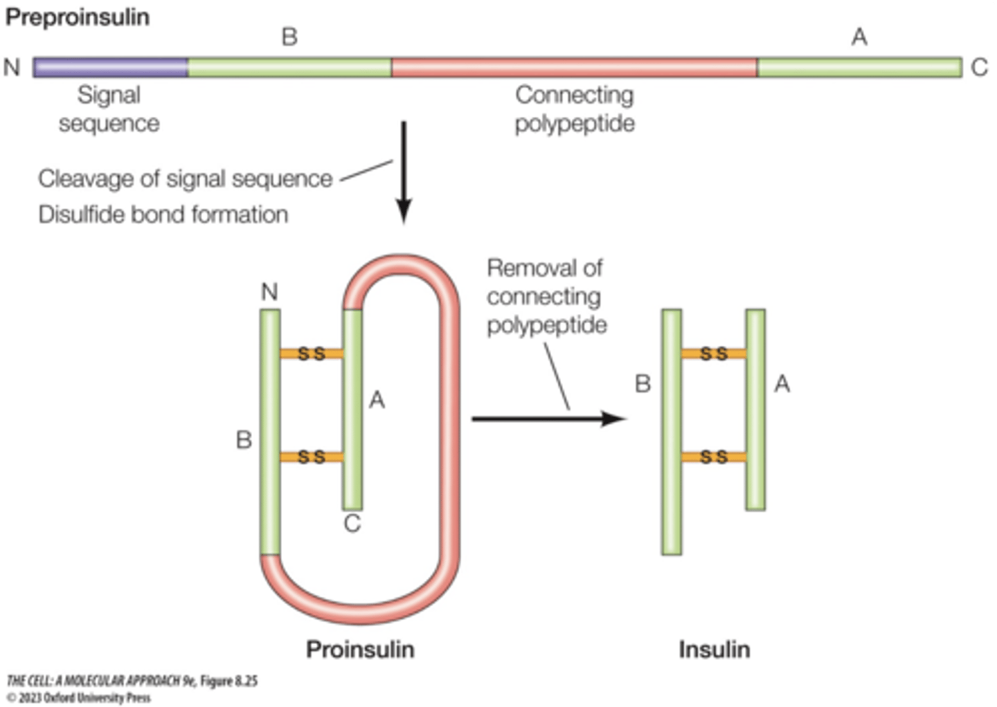 <p>an inactive precursor molecule of insulin that includes a signal peptide</p>