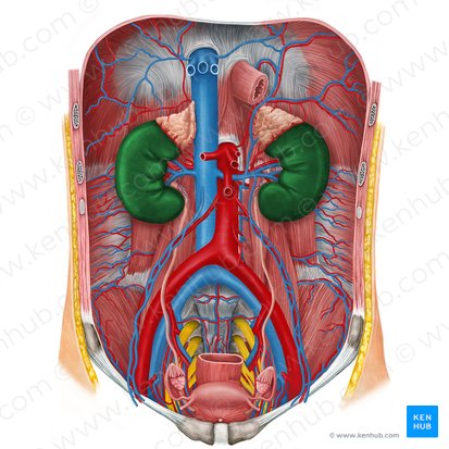 <p><strong>arterial supply </strong>of <strong>kidneys</strong></p>