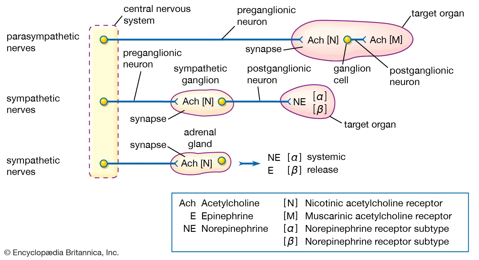 <p>GANGLION </p><ul><li><p>the first point of contact between the CNS and target tissue </p></li><li><p>a group of nerve cell bodies </p></li><li><p>outside the CNS </p></li><li><p>the preganglionic neurons is in the CNS, the postganglionic is in the target tissue </p></li></ul><p></p>