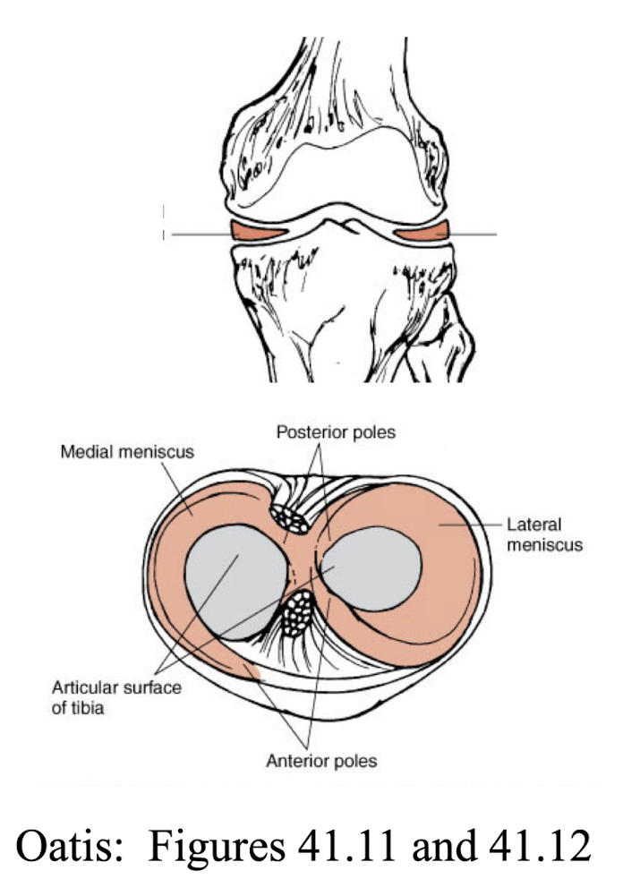 <ol><li><p>Act as shock absorbers.</p></li><li><p>Deepen the concavity of the tibia plateaus (add stability)</p></li><li><p>Increase the congruency of the joint surfaces (more effective weight distribution)</p></li></ol><p></p>
