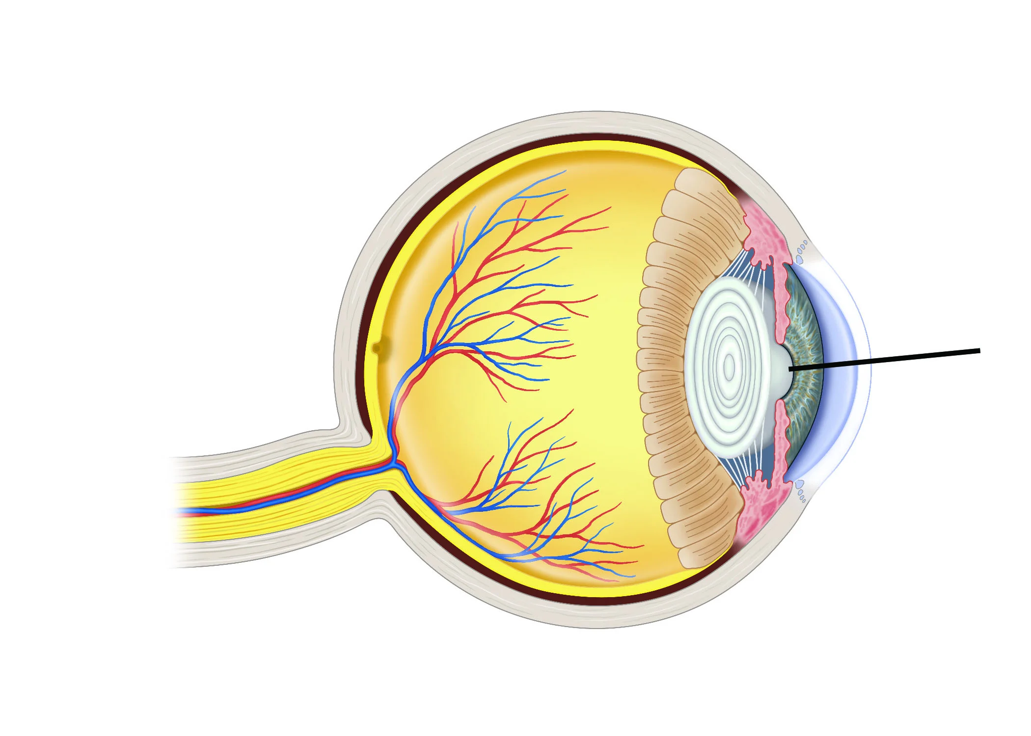 <p>Identify structure.</p>