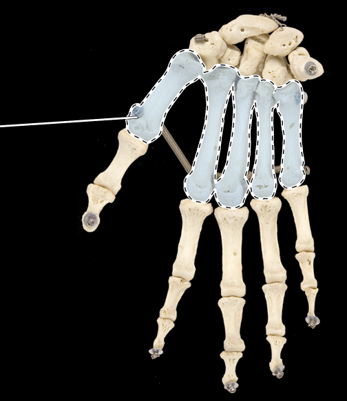 <p>Name this group of bones.</p><p>(Anterior view, right side).</p>