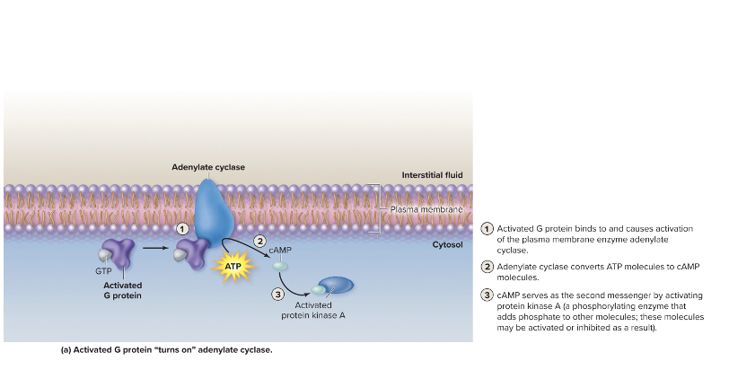<p>after hormone (ex: glucagon) binds to its receptor G protein </p><p>activated G protein → adenylate cyclase </p><p>adenylate cyclase → cAMP</p><p>cAMP activates protein kinase (A) </p><p>protein kinase A phosphorylates other ‘cules’ </p>