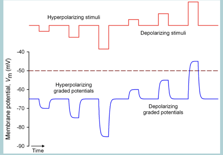 <p>No action potential generation possible in NON-EXCITABLE cells&nbsp;</p><ul><li><p>Graded potentials move the MEMBRANE POTENTIAL towards or away from the THRESHOLD but no ACTION POTENTIAL (AP) can be generated&nbsp;</p></li></ul><p></p>