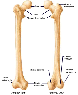 <p>thigh bone; largest and strongest bone in the body</p>